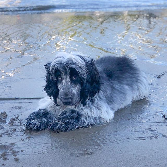 JamesonCocker's tweet photo. Did you just say bath time? #catchmeifyoucan •
Happy #showday #brisbanedogs •
•
•
•
•
•
•
•
#ekka #ekka2018 #cockerspanielworld #jameson #cockerspaniel #cockerspanielpuppy #weratedogs #dogue #cockerdream #cockerfever #sealpup #brisbaneanyday #my… https://t.co/v3hB4nmyUc https://t.co/Ix8L5kLUMP