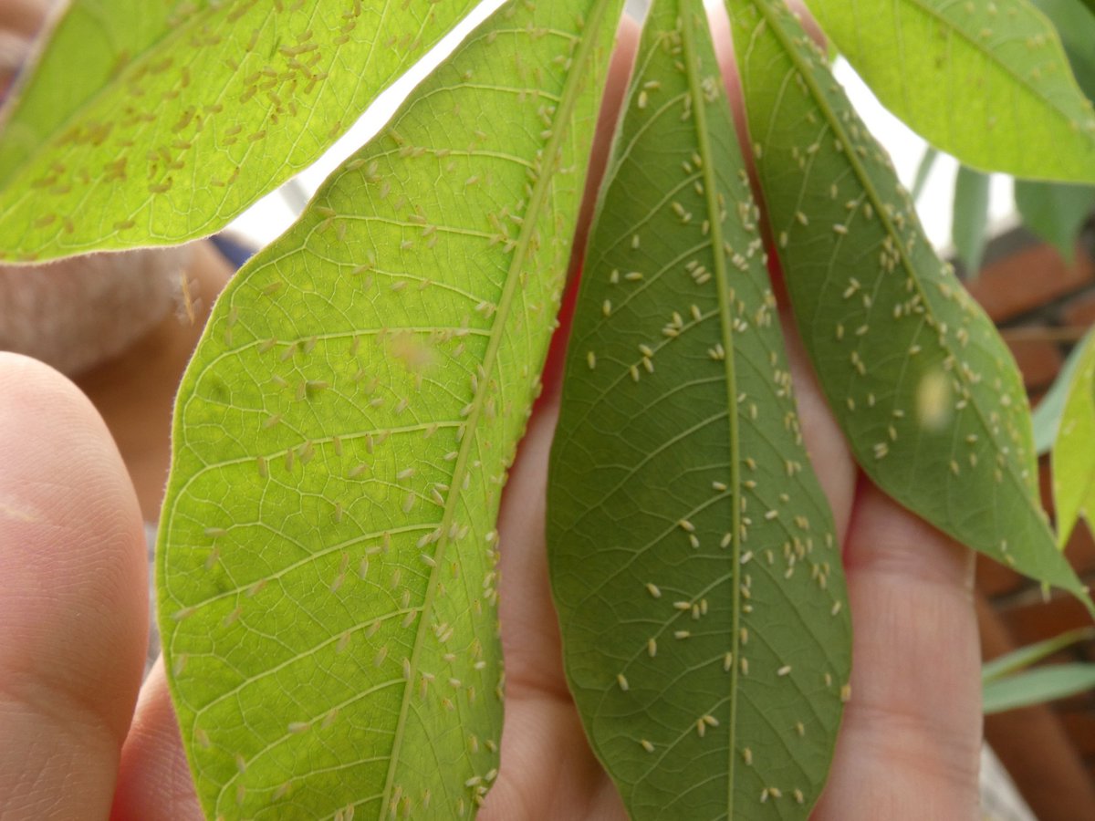 Sarah Dyer tweet media