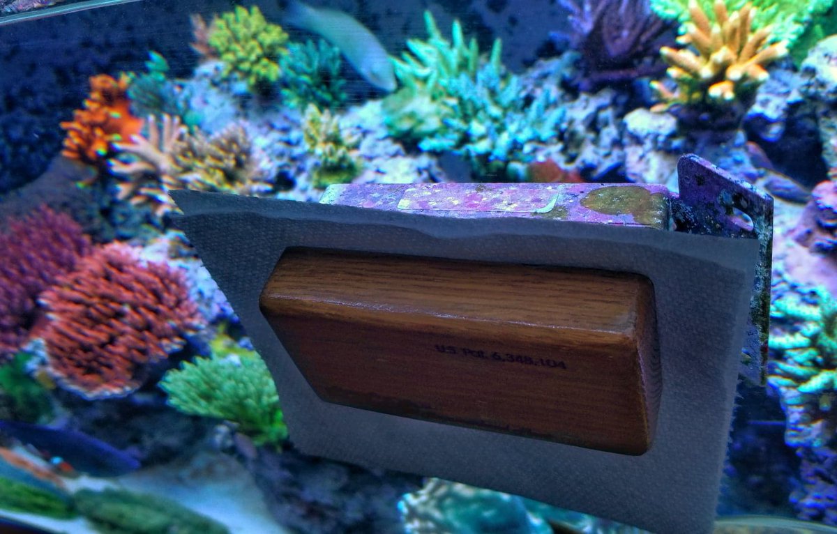 BudmansCorals's tweet image. In a hurry⁉️ Put a paper towel in your glass cleaner and clean both sides of your tank at once!🧞‍♂️ #TipTuesday