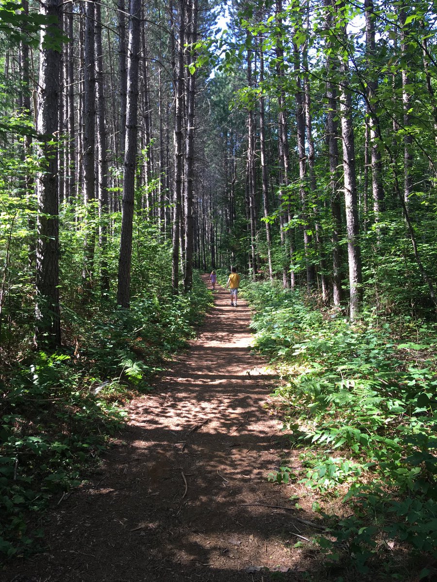 Striding through the tall pines on the High Falls Trail in the very South of ⁦@Algonquin_PP⁩ #forestwalks #autismandnature #grounded