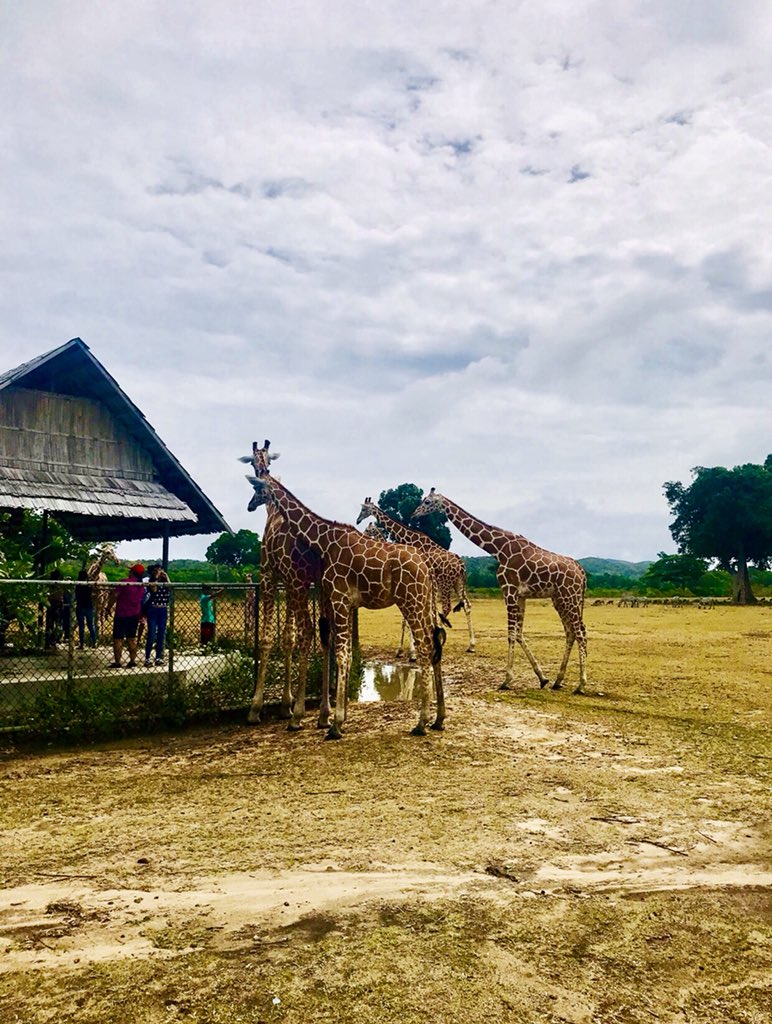 BearPanda88's tweet photo. Beautiful creatures. πππ #Calauit #coron #safari #ecopark #busuanga #palawan #summerinaugust #travelwithme #solo https://t.co/5V7poaOdg5