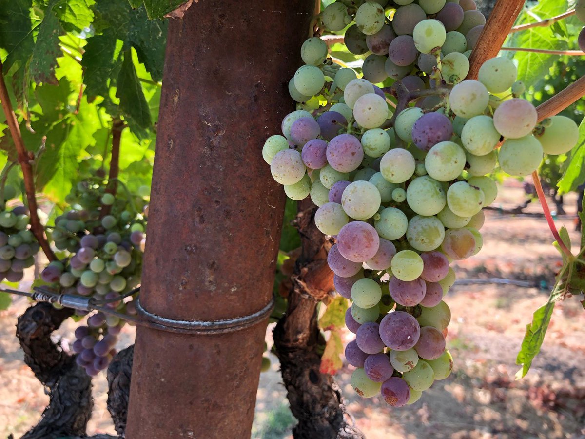 #Veraison, Komes Ranch, #Rutherford, #NapaValley
#NapaHarvest