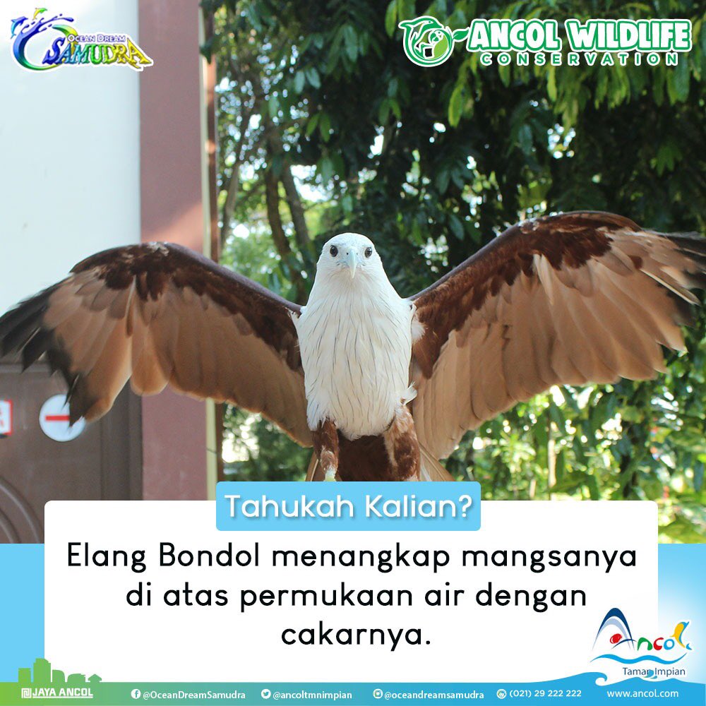 Unduh 6800 Koleksi Gambar Elang Dari Samping Terbaik Gratis