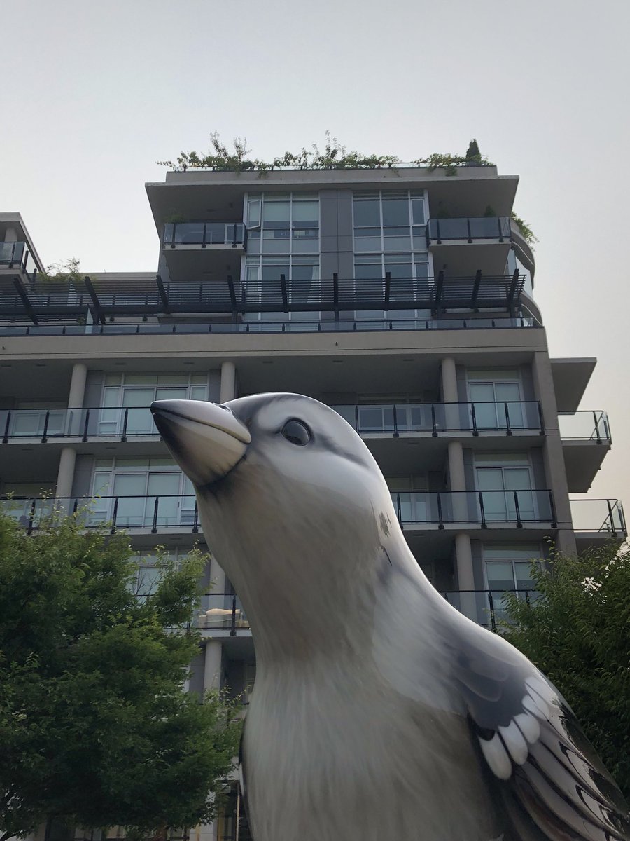 VancouverBeaver's tweet photo. The Birds are back!!!! https://t.co/WpR927zekb