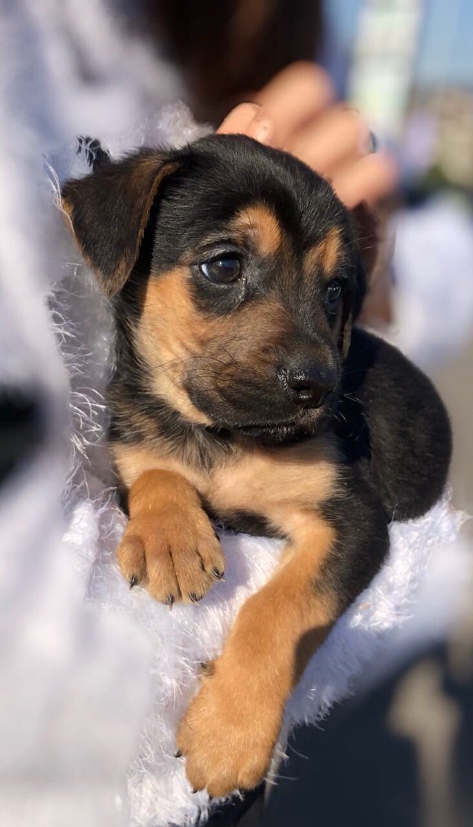 carolinapinoc's tweet photo. Chicos, necesito pedirles apoyo con padrinos para vacunar 21 cachorros que ya complen un mes y 2 meses rescatados, no hay Lucas y necesitan vacunarse todos, cada vacuna nos sale $6000 xfa ! Acá 4 de los 21.... RT xfa https://t.co/eGEIW0L2wB