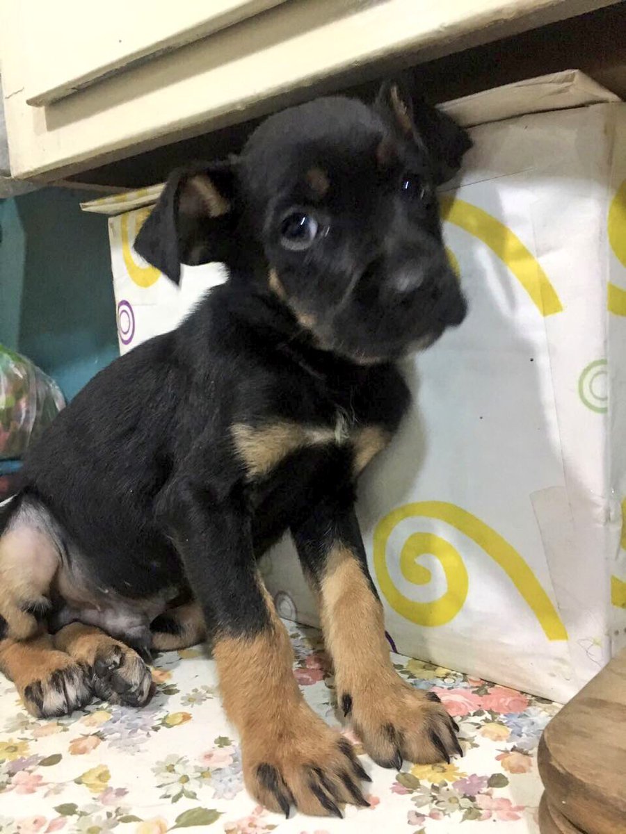 carolinapinoc's tweet photo. Chicos, necesito pedirles apoyo con padrinos para vacunar 21 cachorros que ya complen un mes y 2 meses rescatados, no hay Lucas y necesitan vacunarse todos, cada vacuna nos sale $6000 xfa ! Acá 4 de los 21.... RT xfa https://t.co/eGEIW0L2wB