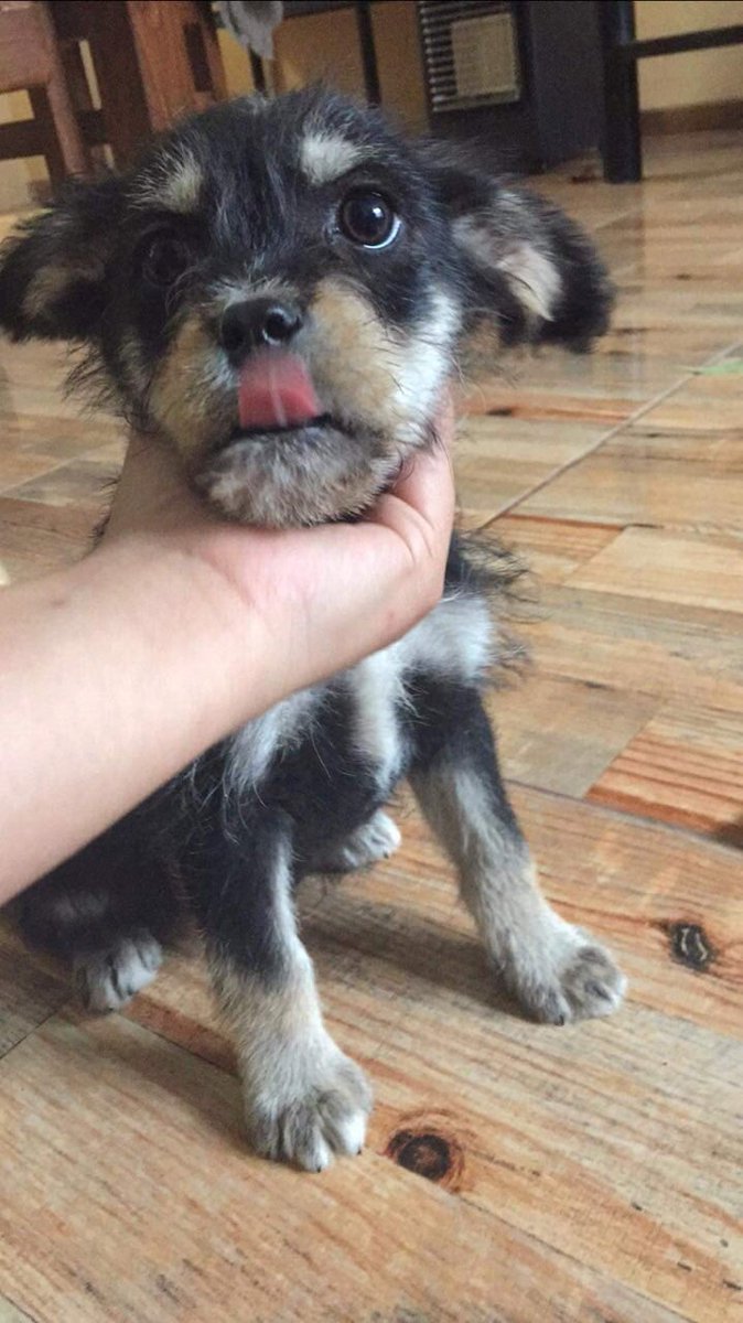 urrutia_sonia's tweet photo. Por favor solo quedan dos niñas, necesito adopción 🙏 serán tamaño medio, se entregan vacunadas y las llevo a cualquier comuna 977671984 solo tengo hasta el jueves @vai3333 @MarciaVargasS @amoresperrosch @Tamara_MZ @patrmarsh @PerrosPlazaHuem @DanielVitis @cariaen https://t.co/UxD1MCyLZF