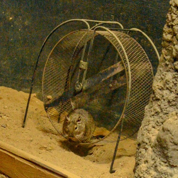 ট ইট র 名古屋市東山動植物園 自然動物館のデグーです ここはある意味 毎日がナイトズー 東山動植物園 自然動物館 夜行性動物 スターライトハウス デグー