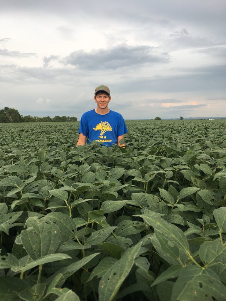 sam_hagedorn_'s tweet photo. Out scouting fields tonight and it looks like @PioneerSeeds is going to have some impressive #YieldHero this year! #P1197AMXT #P28T08 https://t.co/0Q7ch2SE5n