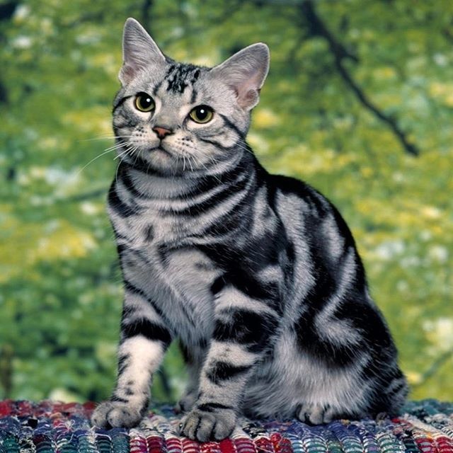 “I have lived with several Zen masters — all of them cats.”
#cat #catlover #pet #catlover #kittens ift.tt/2MjHx2F