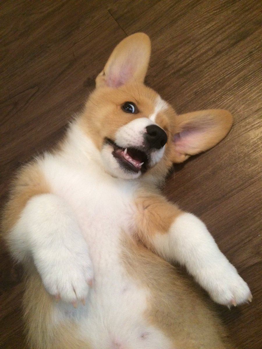 Miranda34512366's tweet image. Hello to you Chedder!
-Biscuit 😊