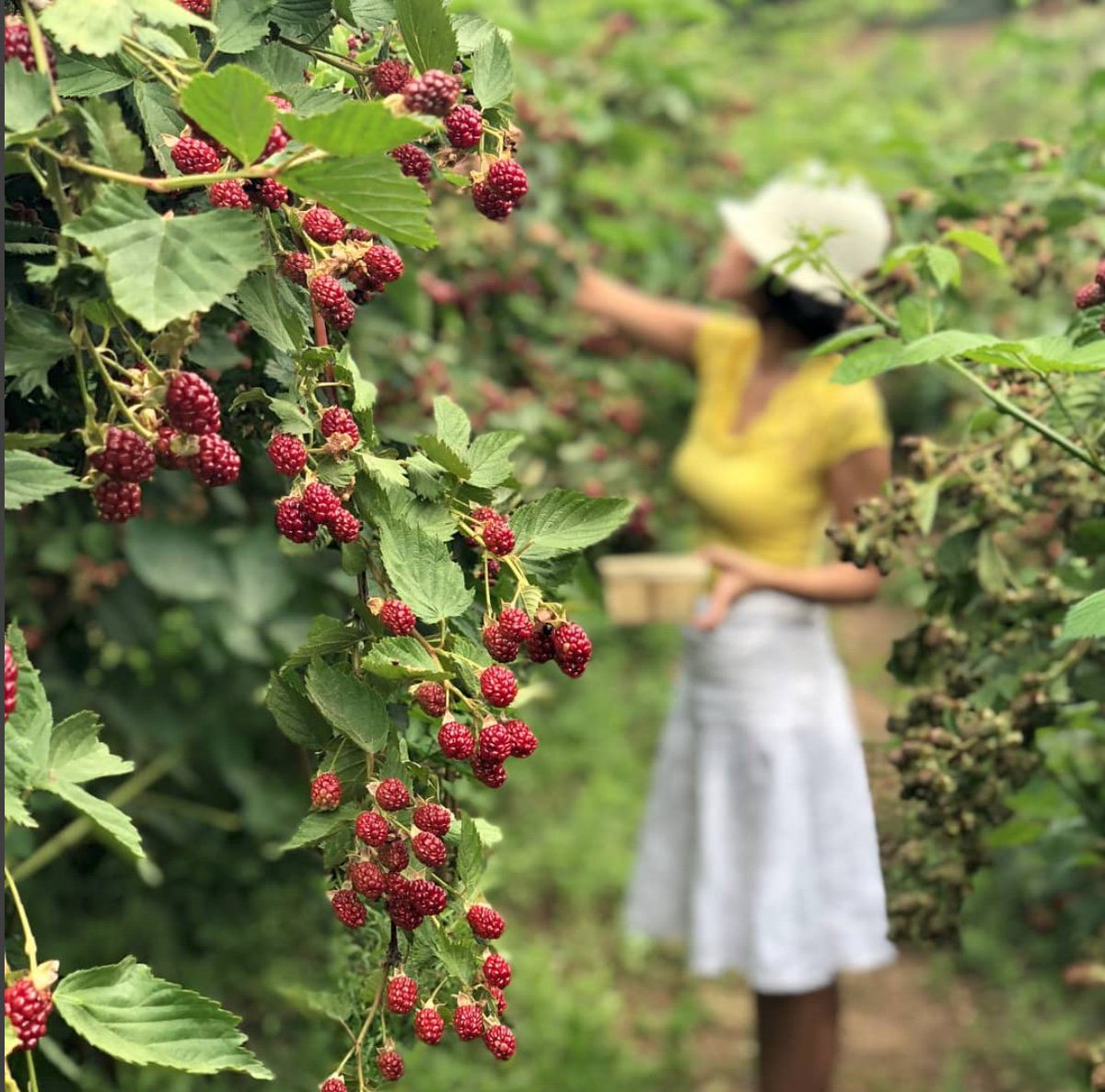 MuseNShutterbug's tweet photo. Why "berry" yourself in work? 😉 Take a much-needed break!

We had such a fun time @rileysfarm76 picking blackberries and ollaliberries, which we had never heard of until now but they're deliciously sweet!

Share your berry picking stories with us!
https://t.co/ykixqfAzQ7 https://t.co/p44A3QDqAL