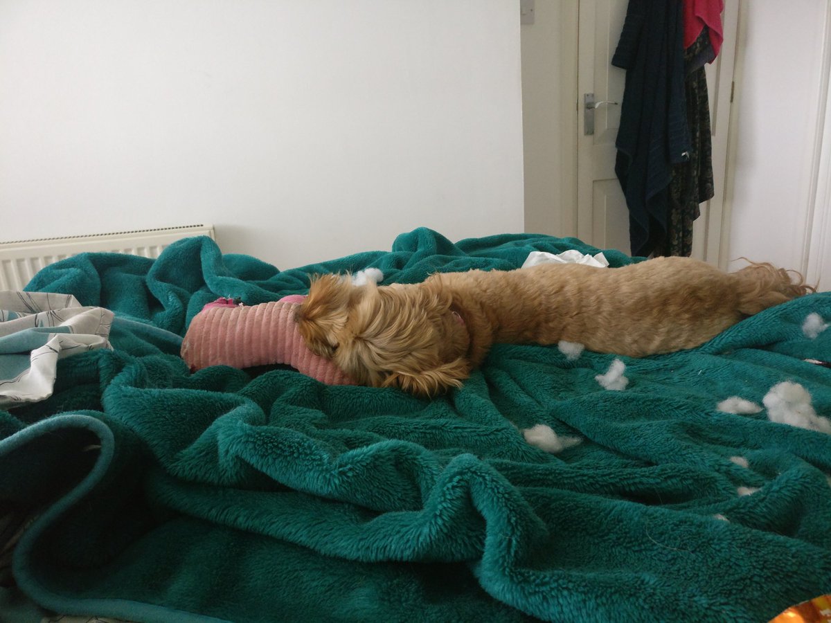 Clairefifi's tweet photo. Pickle has had a tough morning, #disembowling her pink piggy toy. #cockapoo #stuffingeverywhere https://t.co/MRocULPI8q