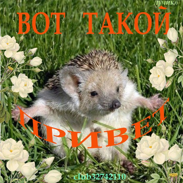 Писать, открытки с ежиком и надписью