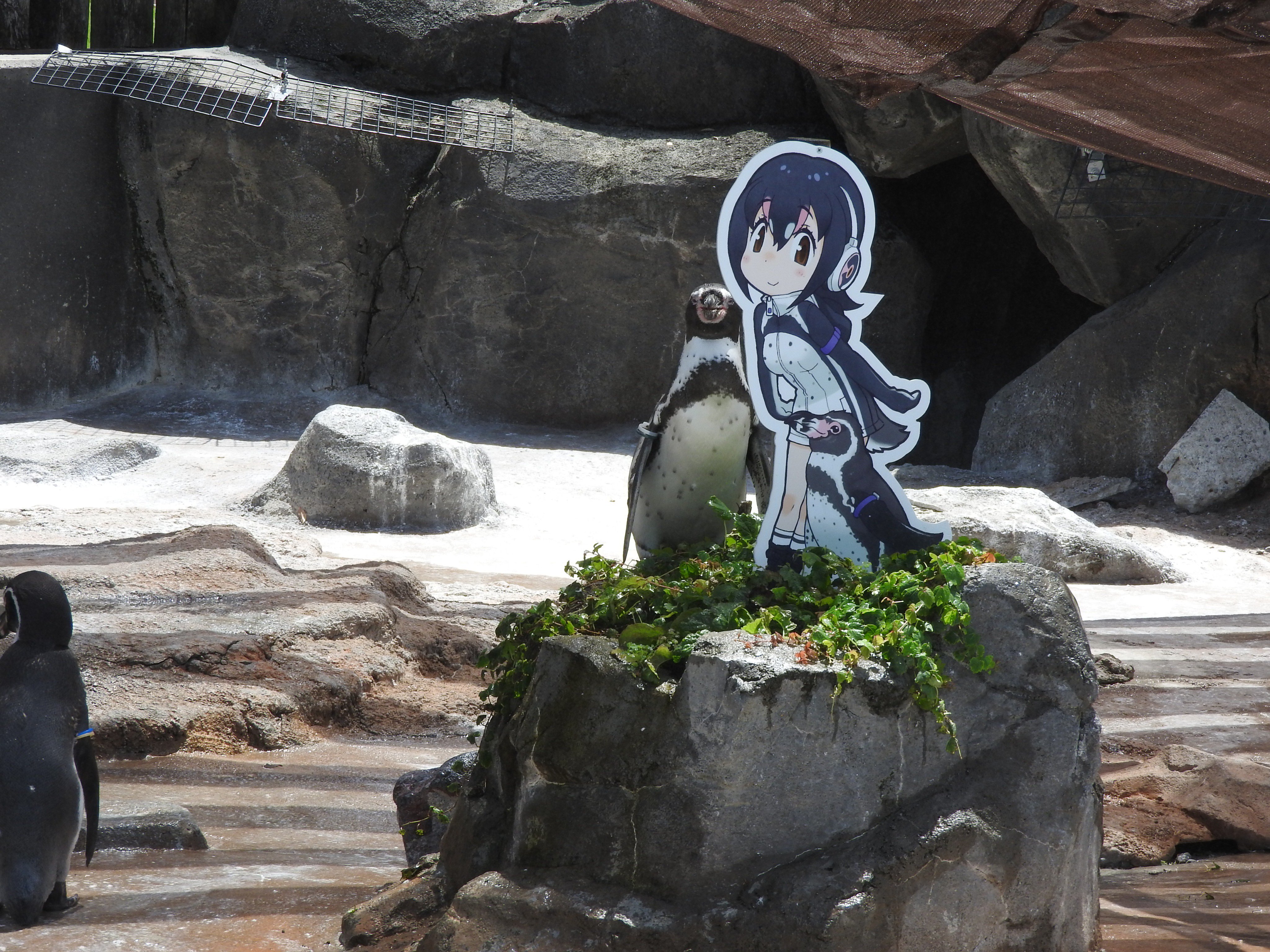 いきものニュース Pet11g Twitter