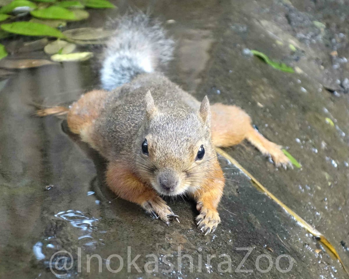 InokashiraZoo's tweet photo. 気温は高いですが、風があるのでちょっとだけ過ごしやすい感じですね。

にわか雨はどうでしょうか・・・ https://t.co/WsvtKyWDww