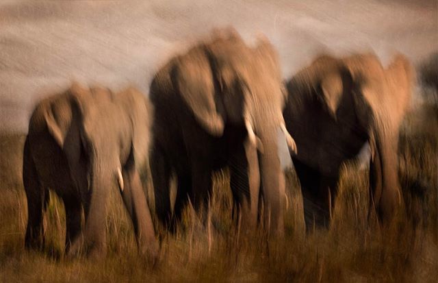 “Do the best you can until you know better. Then when you know better, do better.” – Maya Angelou

Once you know, you can’t not know. I’m late to acknowledge #worldelephantday, but really, it should be every day. These graceful souls are being rapidly depleted, and there’s n…