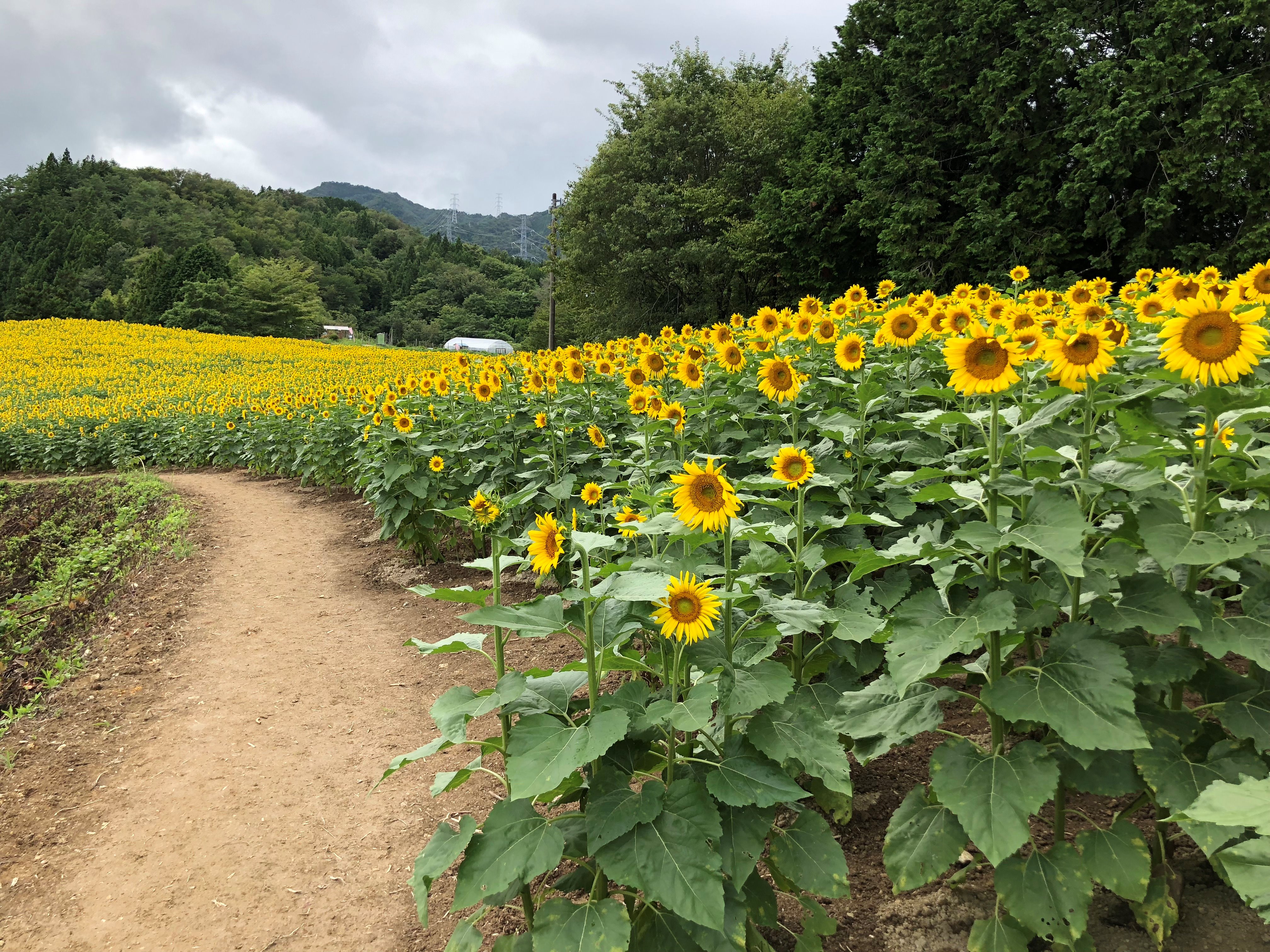 長野県阿南町 平石農場 ひまわり畑 開園中です ８月１２日 日 現在 見頃を迎えています 協力金 一般の方１人３００円をお願いしております T Co 0c23fn8qkq T Co M1vxrrxa8v Twitter