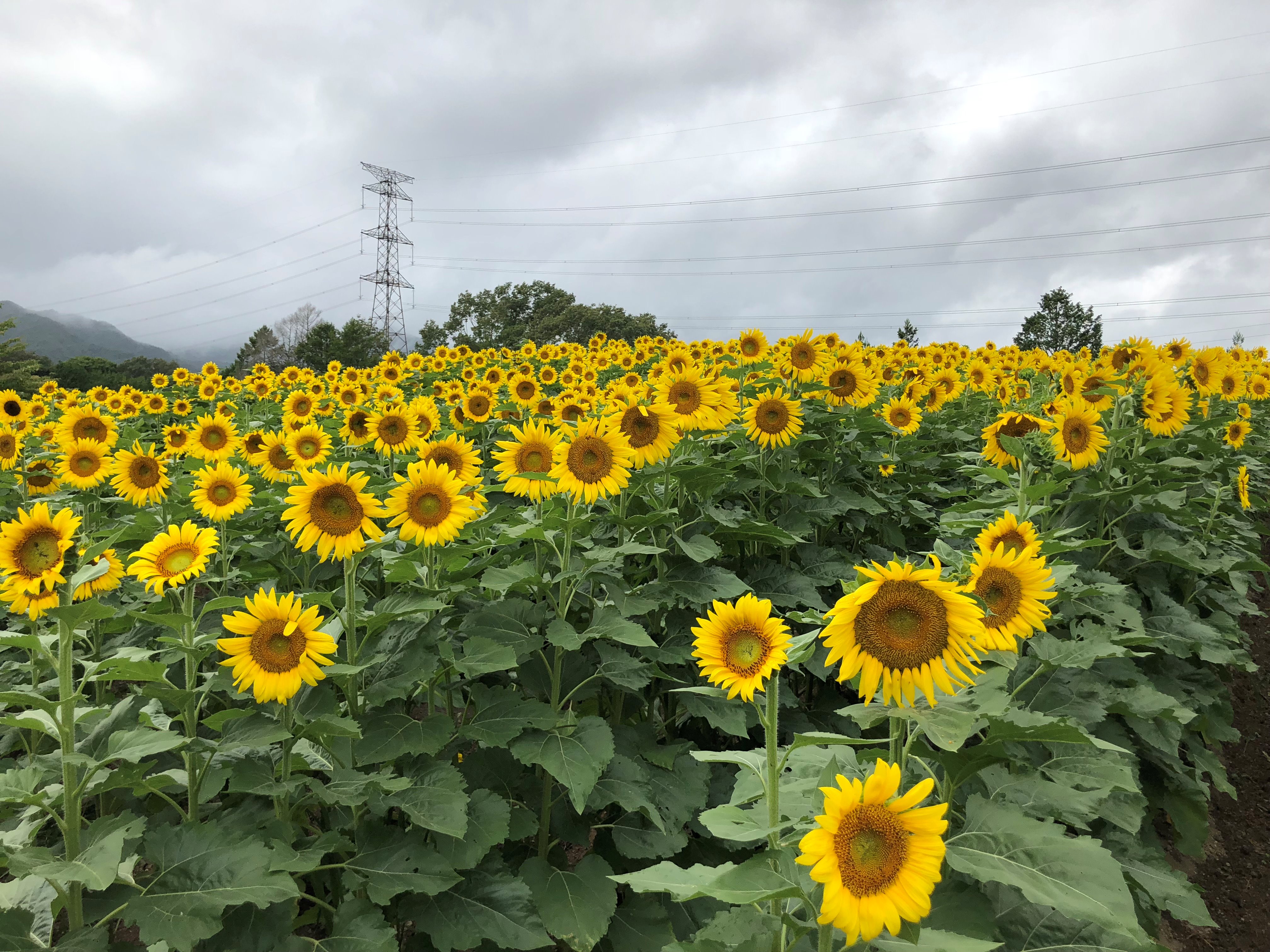 長野県阿南町 平石農場 ひまわり畑 開園中です ８月１２日 日 現在 見頃を迎えています 協力金 一般の方１人３００円をお願いしております T Co 0c23fn8qkq T Co M1vxrrxa8v Twitter
