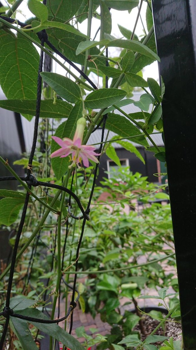 Deze bijzondere Passiflora gracilens methinks is één van de kleinste passiflora’s onder de groep tacsonia die groeien in het andes gebergte tussen de 2000 en 3000 meter hoogte in zuid Amerika. #Veluwe #bloemen #natuur #nu #vlinders #Harskamp