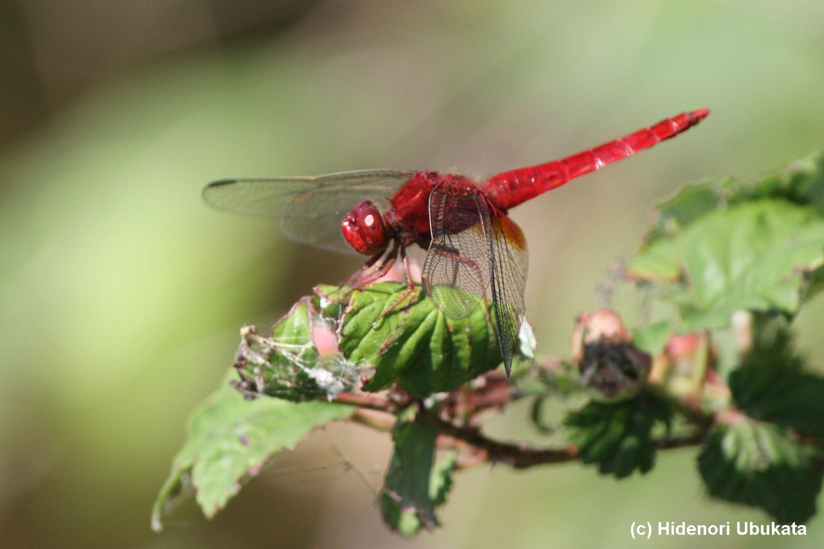 トンボ自然史研究所 ブログ更新 ショウジョウトンボ ６月上旬 栃木県 1 成熟 2 未熟 3 成熟 の体色変化の各ステージについてブログに書きました Urlは下記 T Co B4c2wk7334 トンボの写真 トンボ Dragonfly 昆虫写真