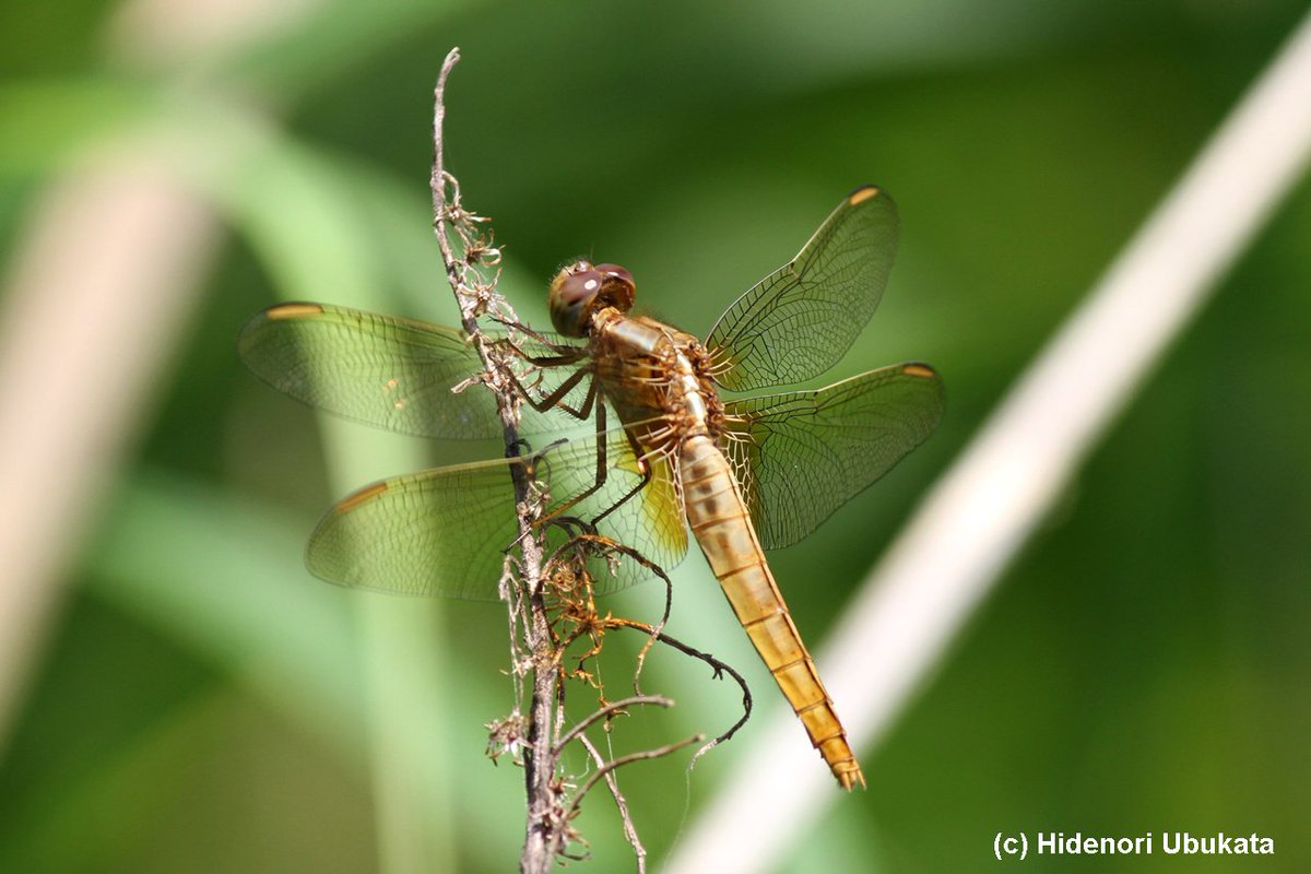 トンボ自然史研究所 ブログ更新 ショウジョウトンボ ６月上旬 栃木県 1 成熟 2 未熟 3 成熟 の体色変化の各ステージについてブログに書きました Urlは下記 T Co B4c2wk7334 トンボの写真 トンボ Dragonfly 昆虫写真