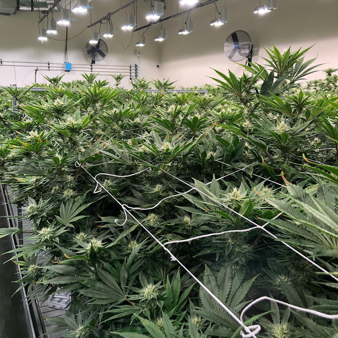 HerbalCenterDen's tweet photo. Church on a Tuesday 🙌 A rare look into our state of the art facility. Week 5 @theherbalcenterforyou https://t.co/UN4NslmKln