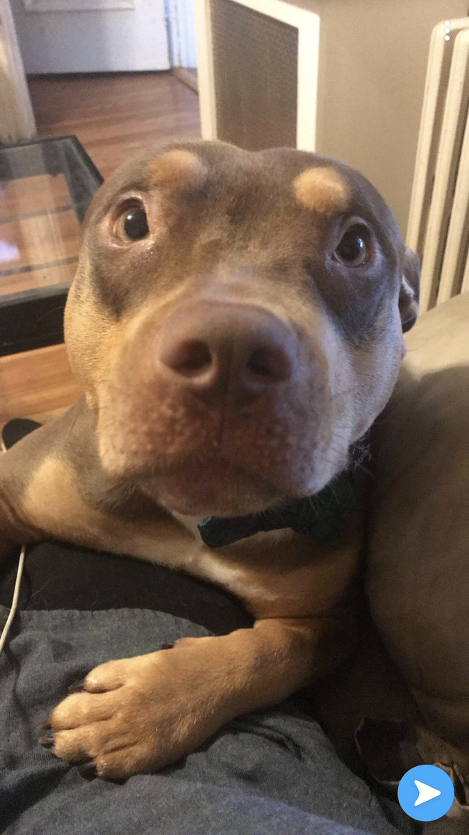 KDigirolamo22's tweet photo. @mattPFV My puppy https://t.co/JpYVGi7fln