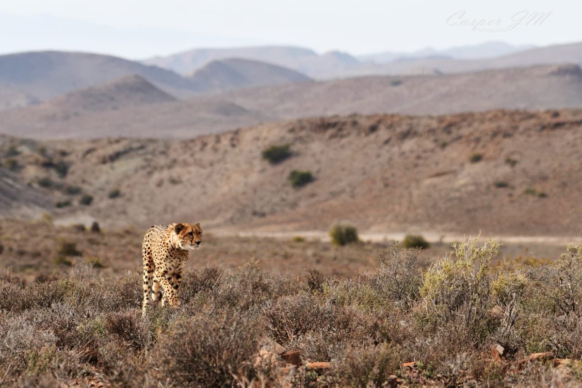SanbonaSafari's tweet photo. Cheetha male, spending some quality time with one of the females, hopefully we will have some cubs in the next couple of months... 🐆

#sanbona #safari #SouthAfrica https://t.co/3srcqfRVvo