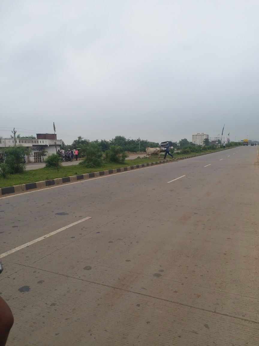 VashiMant's tweet photo. Urgent, around 400 cows have been brought to Dahod Kasba 4 Qurbani via Garbadi chokki near APMC market (near Idgah) behind Ambavadi farm &amp; Nashirpur Dargah. 200 M men &amp; women carrying weapons r carrying out this. Pls send force immediately @GujaratPolice @SP_Dahod @dgpgujarat https://t.co/Dx5ZNlfy8g