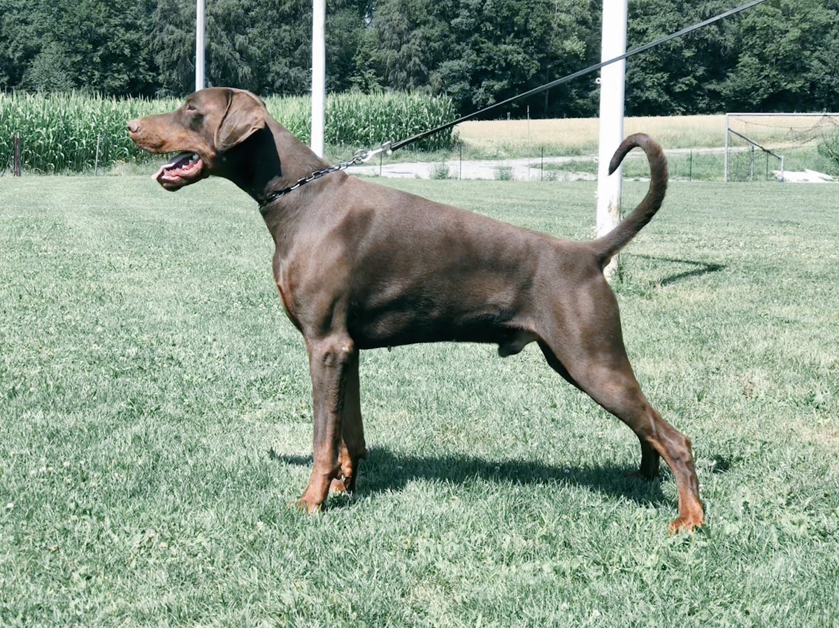 jagerhohle's tweet photo. M and MEE vom Jagerhöhle 2nd excellent 🥈réserve CACL #luxembourgtrophy #clubdobe #Dobernation #doberman #dobermann https://t.co/FvjqD8uJyP