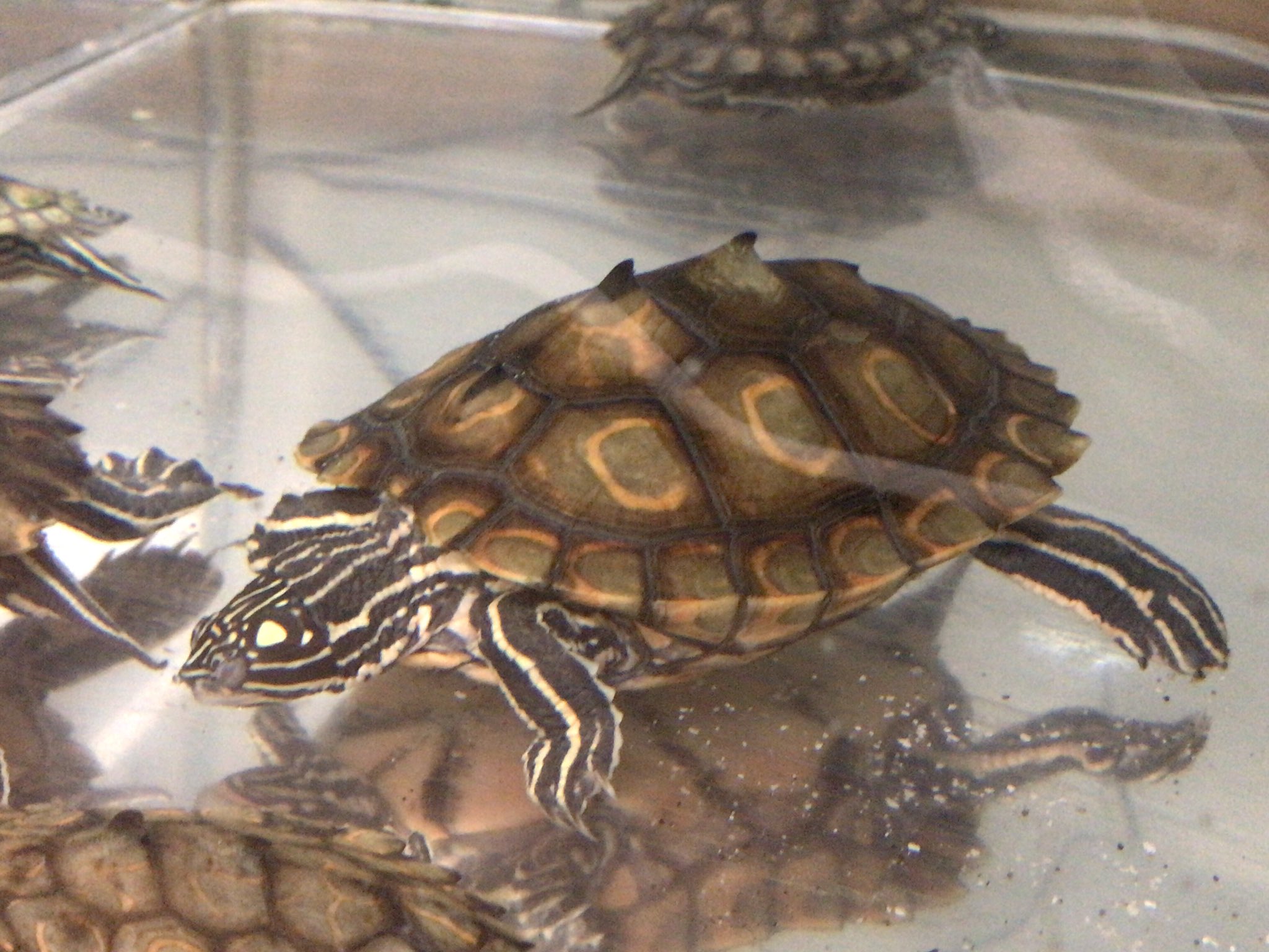 たな 我が家のワモンチズガメ達 メス親 達の成長記録 ワモンチズガメ 英名 Ringed Map Turtle 学名 Graptemys Oculifera カメ チズガメ Graptemys Mapturtle 爬虫類 T Co Zaok1bdomm Twitter