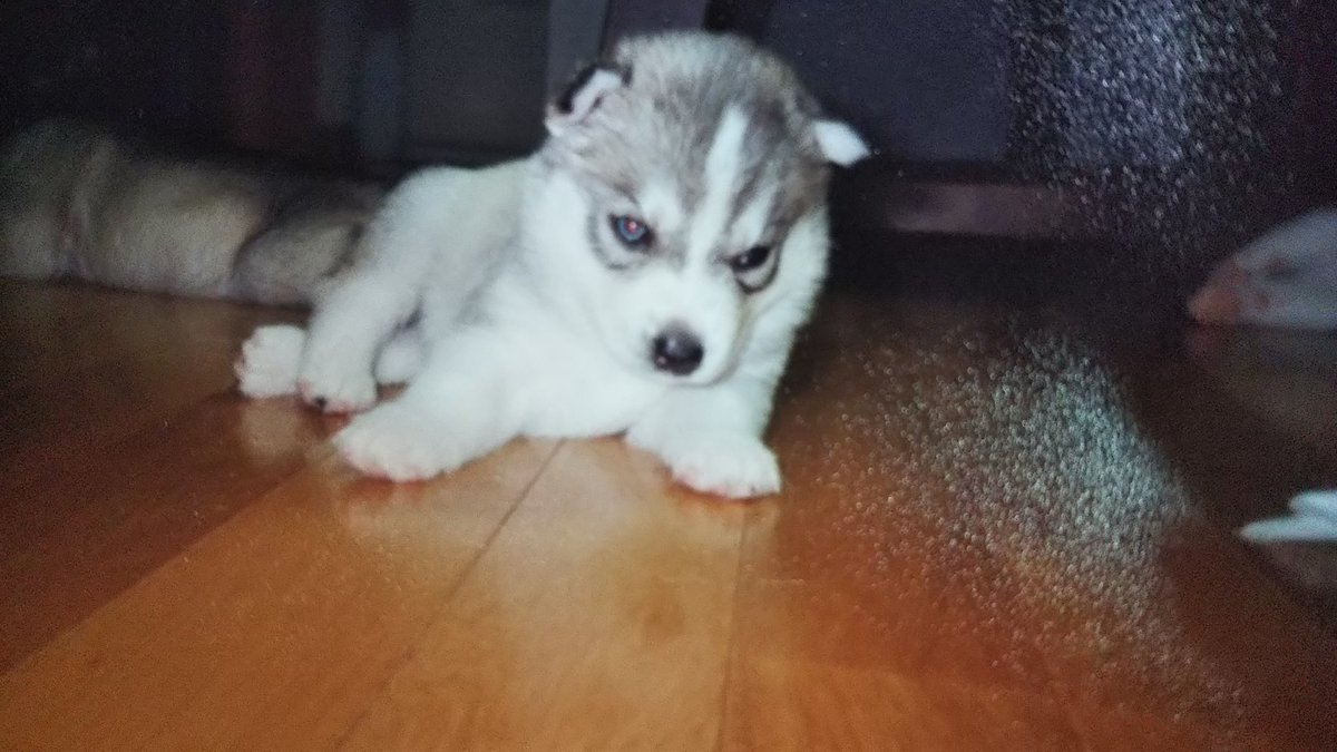 生後10日のブリアンです💞