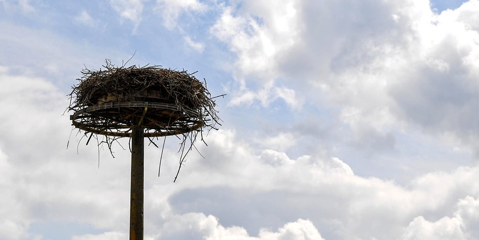 berlinerzeitung's tweet photo. #Winterquartiere - #Störche beginnen mit dem #Abflug in Richtung #Süden https://t.co/nmBDmB3tN8 https://t.co/NkTLrADDbR