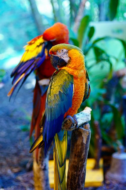 ppukpik167's tweet photo. #Parrot  #beautiful https://t.co/gORT6ktkDk
