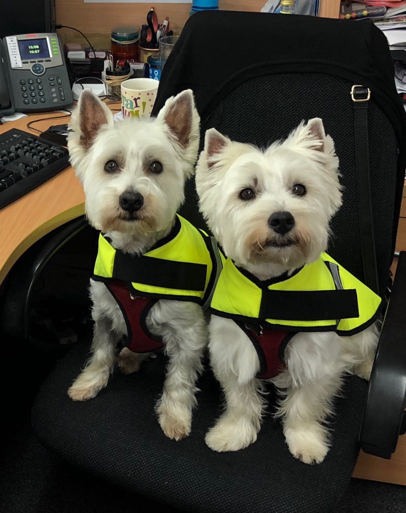 HiTecBuild's tweet image. Joey &amp;amp; Alfie helping out in the office today. Hi Viz ready for their Site Survey&apos;s ! #hitecbuildingservices #westiesatwork #ppe #construction @HiTecBuild
