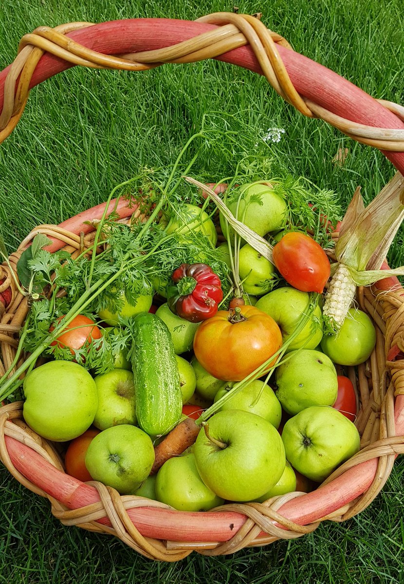 Second harvest. New this year are the ghost peppers and the baby carrots. Green apples in abundance. 

#gardening #GardenersWorld #organicfood #veggiegardening #summer2018 #nofilter