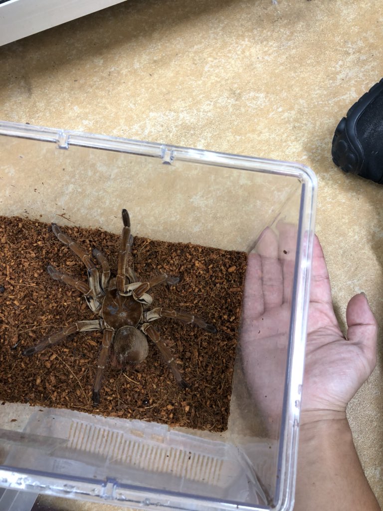 ペポニ インター店 バーガンディゴライアスバードイーター 上品さと力強さを合わせ持つ蜘蛛の王 蜘蛛なのに飼育しているとカタカタ物音がして面白い 大きすぎて ベルベットな質感がたまらない ゴライアスバードイーター ナガトモ