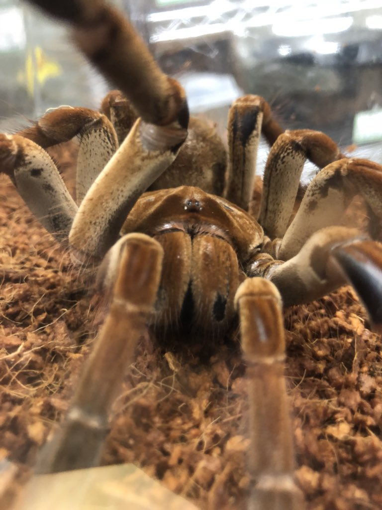 ペポニ インター店 バーガンディゴライアスバードイーター 上品さと力強さを合わせ持つ蜘蛛の王 蜘蛛なのに飼育しているとカタカタ物音がして面白い 大きすぎて ベルベットな質感がたまらない ゴライアスバードイーター ナガトモ