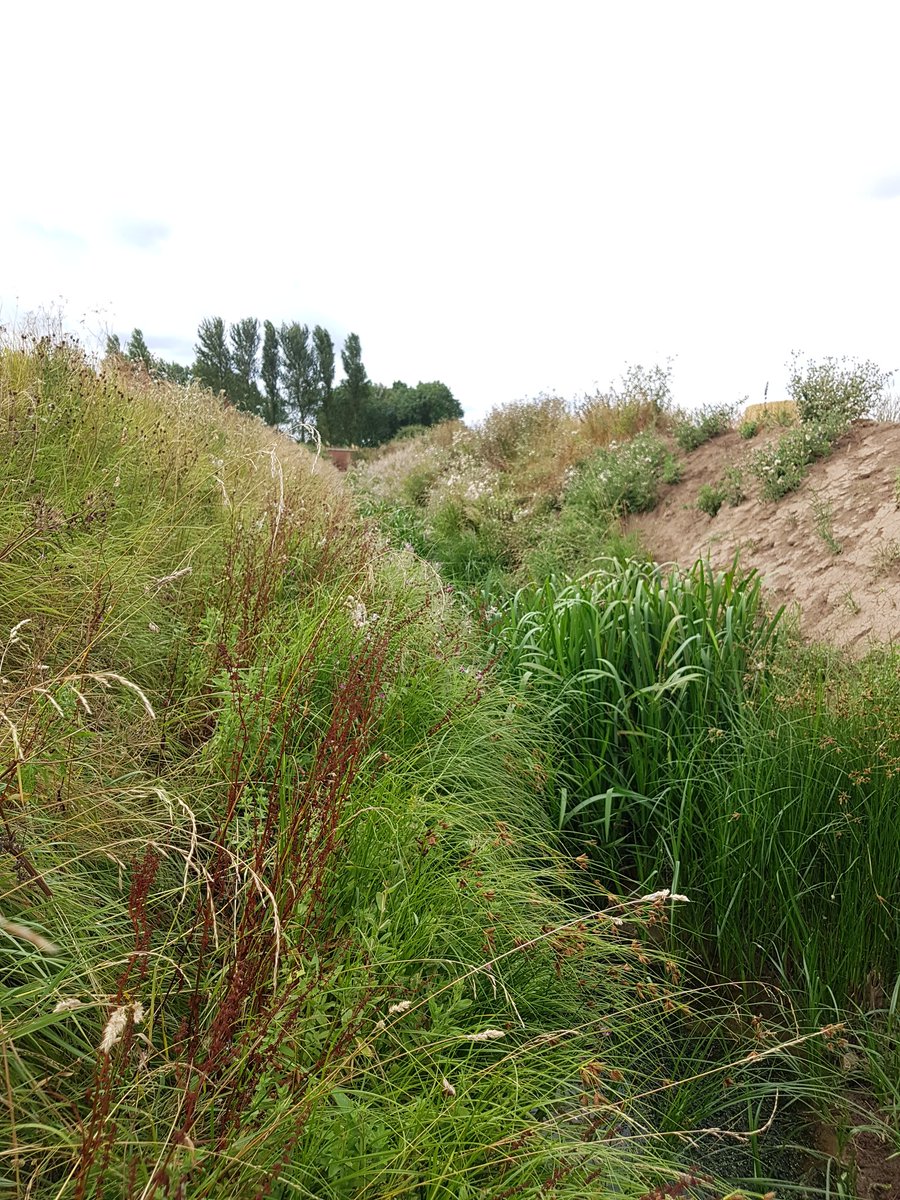 Water Vole Detection Dog Lola on site for <a href="/EnvAgency/">Environment Agency</a> and <a href="/blecology/">BL Ecology Ltd</a> some good finds on vast ditch and dyke networks.