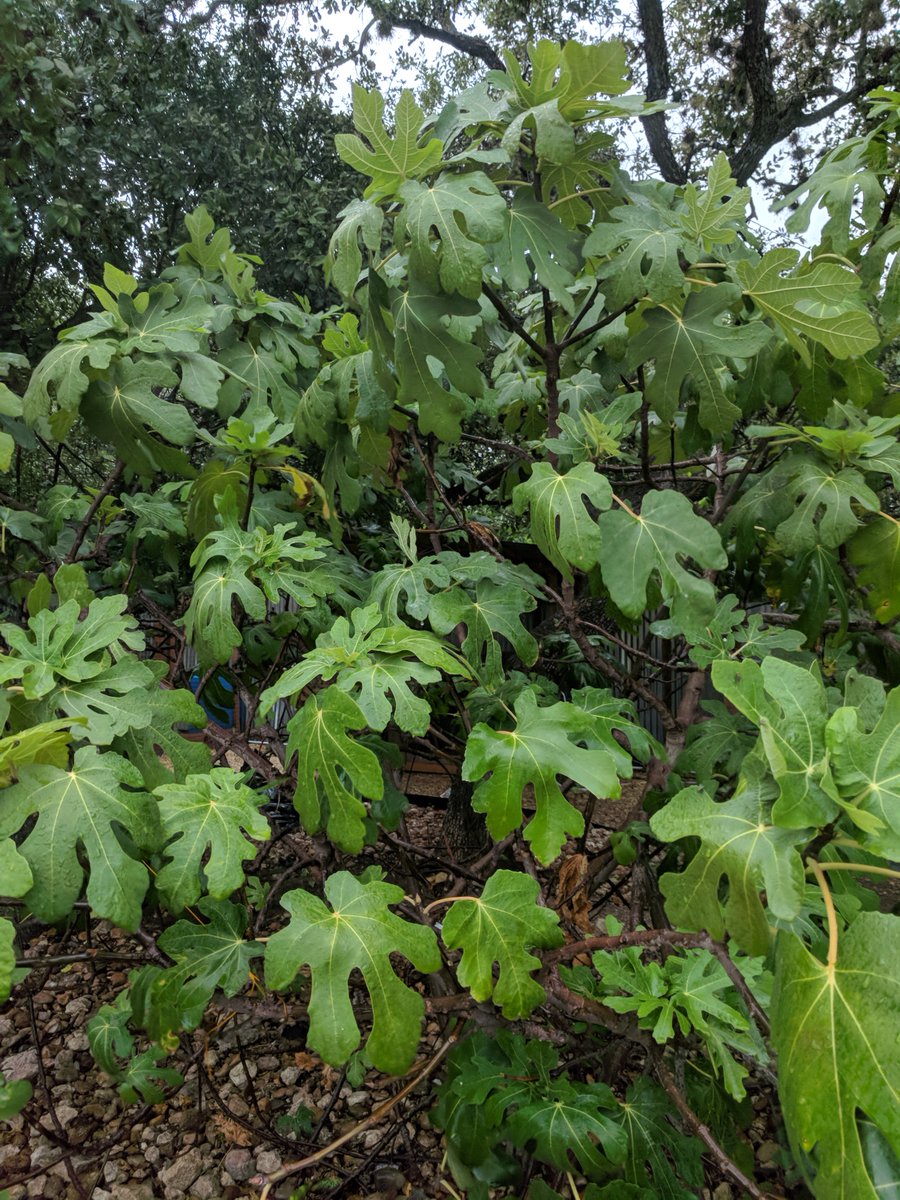 growbyme's tweet photo. Tip: Harvest figs only when ripe as they will not continue to ripen off the tree. If your tree isn't growing fast, check the nitrogen levels. #figs #blockchain #GrowByMe #ATX #urbanfarming #aquaponic #hydroponics #onlinefarmersmarket #organic #makehealthyaffordable #grow #NonGMO https://t.co/nlYcKBbC4I