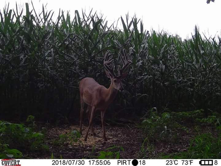 IronmanOutdoors's tweet photo. Another one we call Hightower
#ILikeBigBucks https://t.co/B5QCIZ8SCs