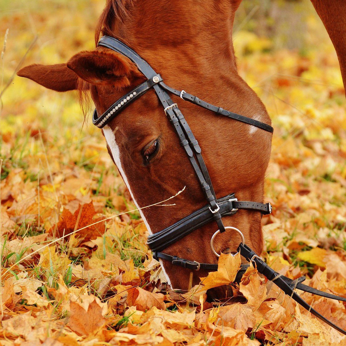Redmond Equine tweet media