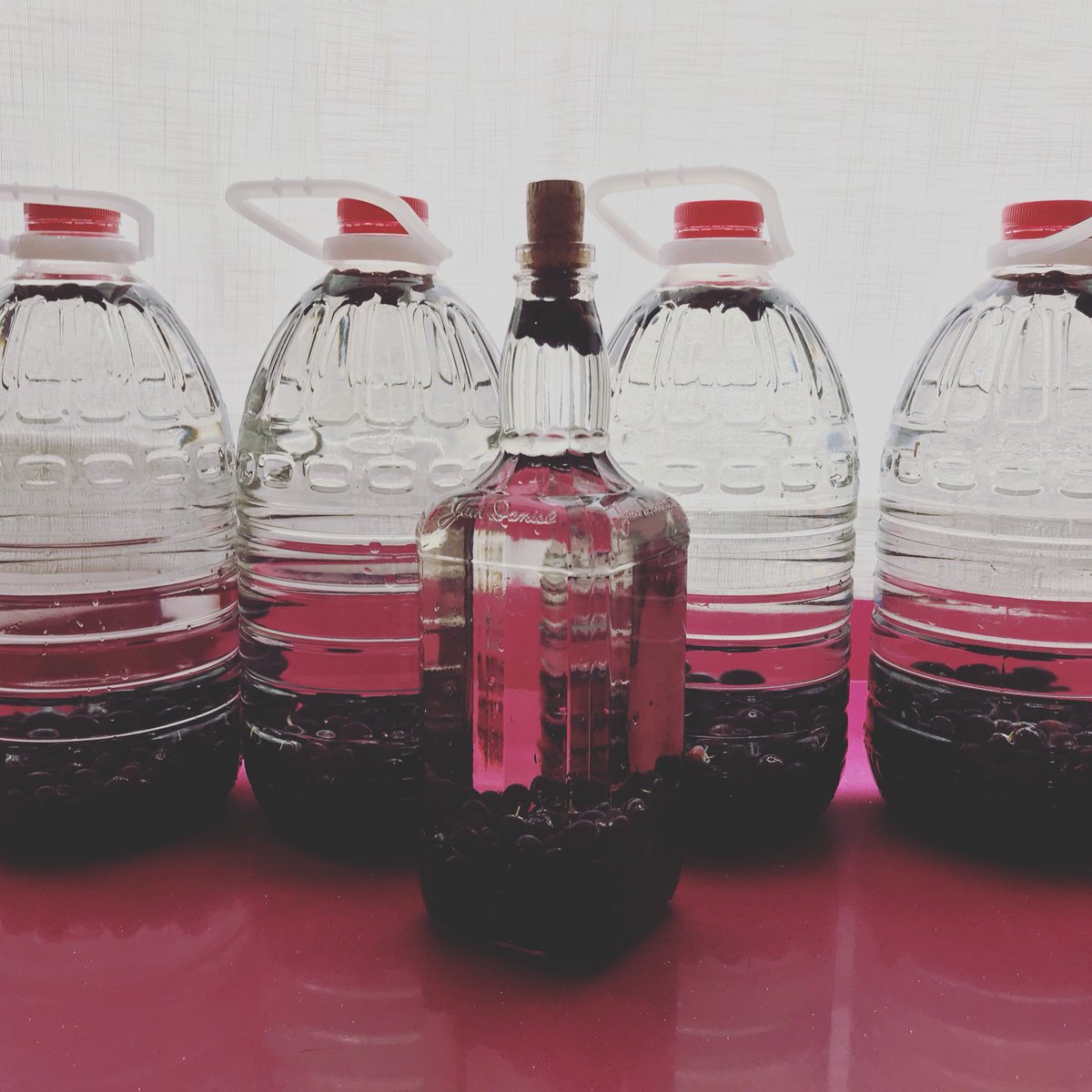 Ja que enguany no hem fet herbero, al menys hem fet paxaran...