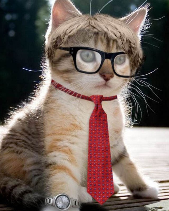 garytracyod's tweet image. #DrGaryTracy #CatInGlasses