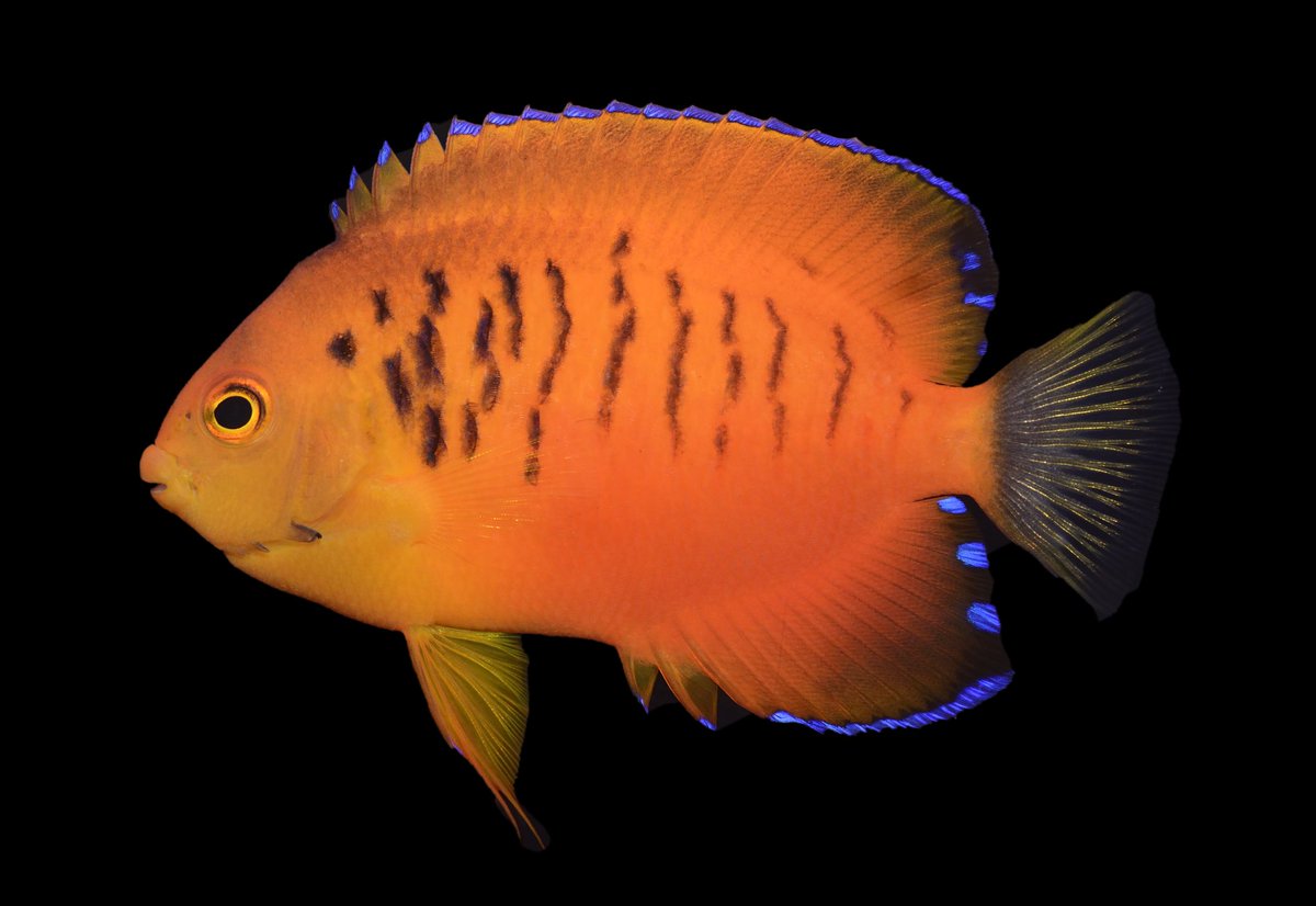 FishGuyKai's tweet photo. How beautiful is this Mango Angelfish? Sometimes I look at a perfect fish like this and I think MAN. Why would anybody wanna work on any other organism? #justfishythings #ichthyology #taxonomy #centropyge #angelfish https://t.co/qeTYf4R7Fm