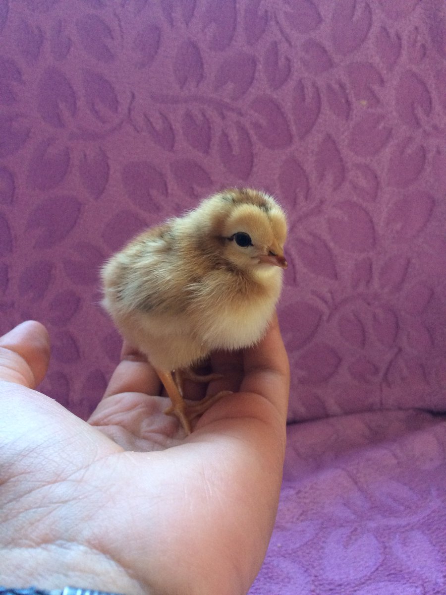 Adını ne koyalım 😂🐥 <a href="/MuratCeylanWish/">MuratCeylanWish🍀</a> <a href="/damlacan_/">Damlacan</a>