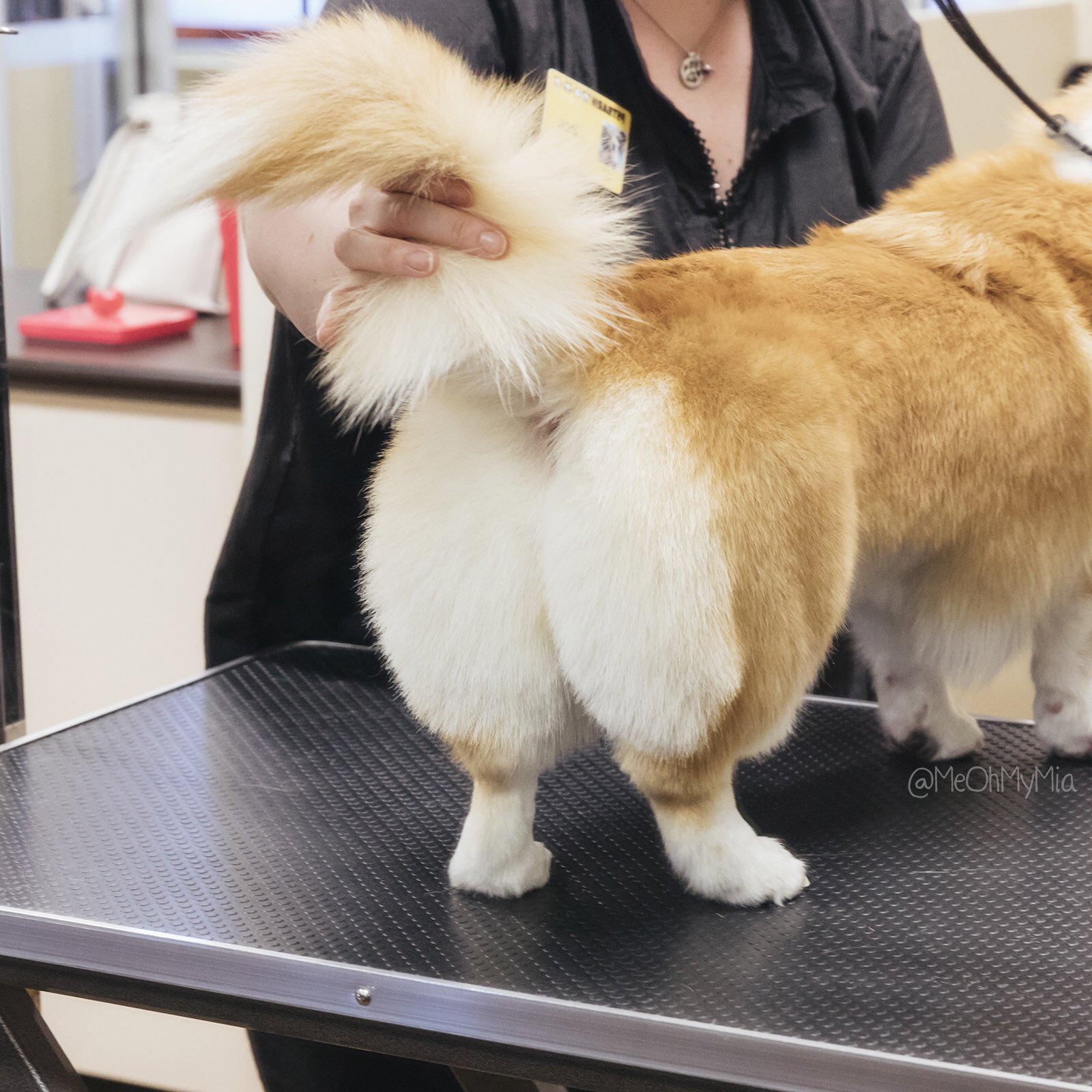Petbarn groomers 2024