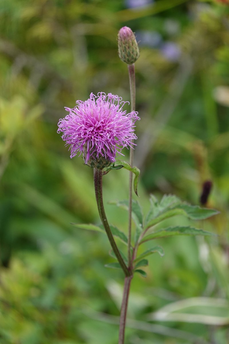 レウィシアの花言葉は 自然植物図鑑