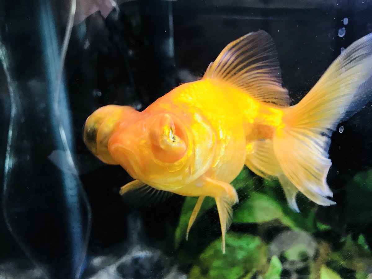 トップイメージカタログ すごい 金魚 腹 膨らむ